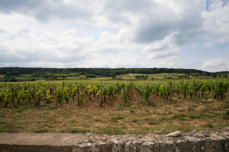 Edges of Burgundy: Our New Blog Series