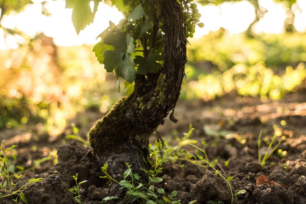 Champagne Vilmart & Cie Flatiron Wines & Spirits Home