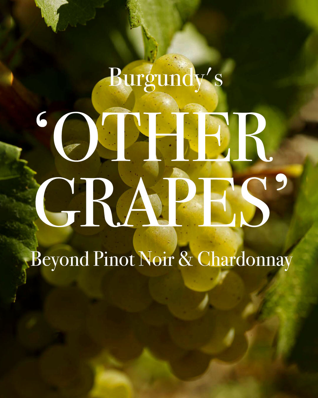 Beyond Pinot Noir and Chardonnay The other grapes of Burgundy