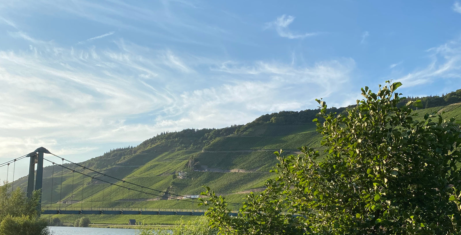 German Vintage Report: 2022