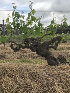 Intro to South Australia