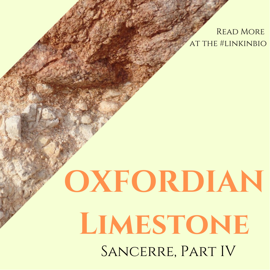 The Ultimate Guide to the Terroir of Sancerre, Part 4: Oxfordian Limestone