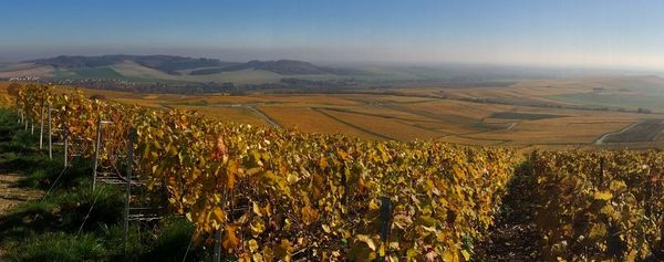 Champagne Mouzon-Leroux & Fils