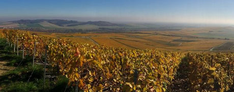 Champagne Mouzon-Leroux & Fils