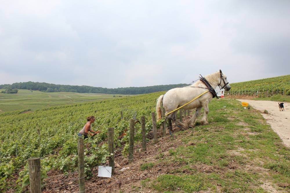 Champagne Marc Hébrart
