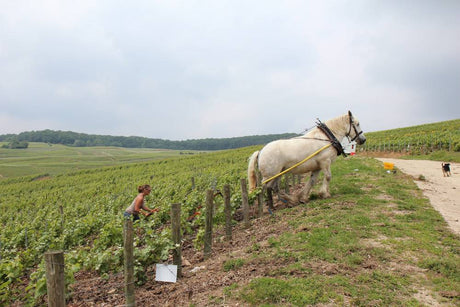 Champagne Marc Hébrart