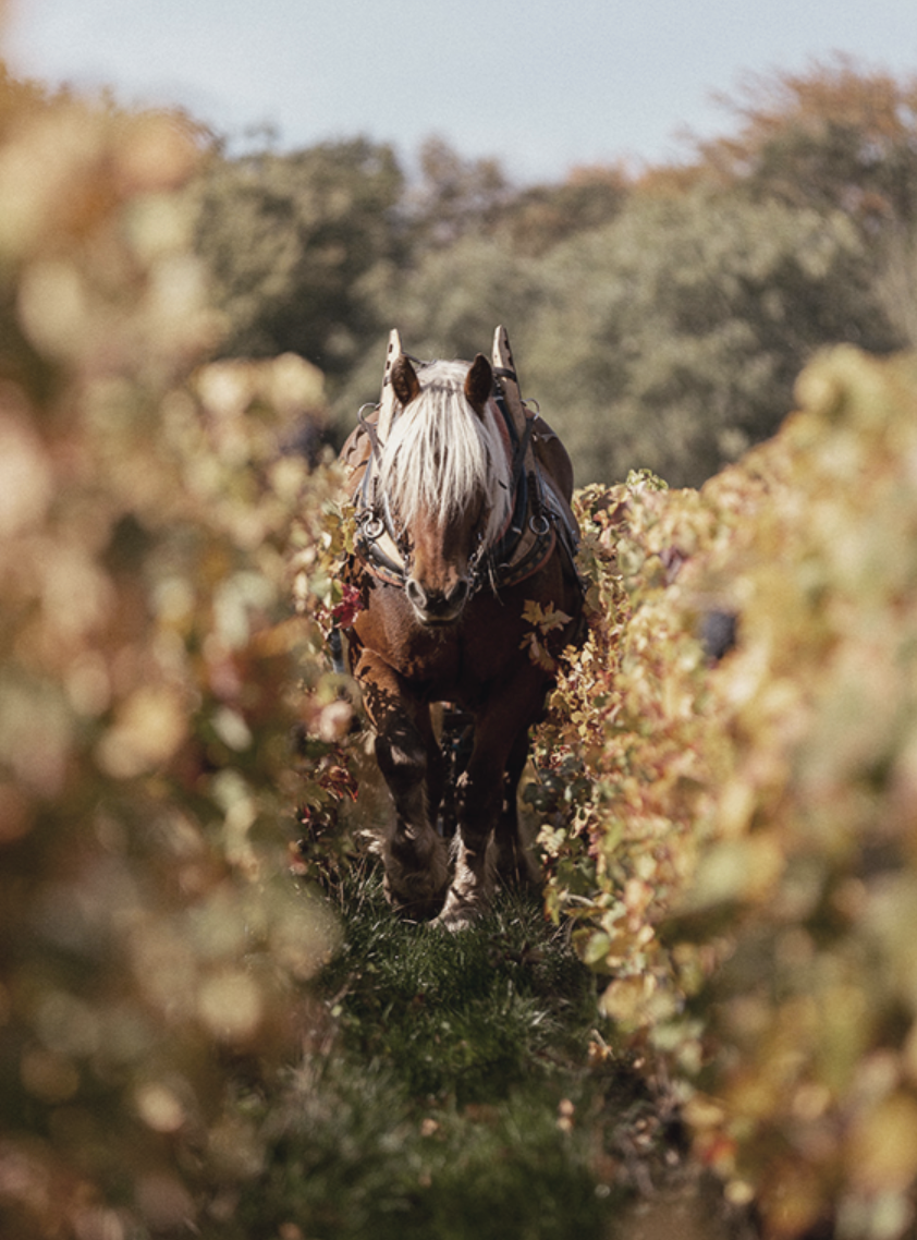 Champagne Chartogne-Taillet