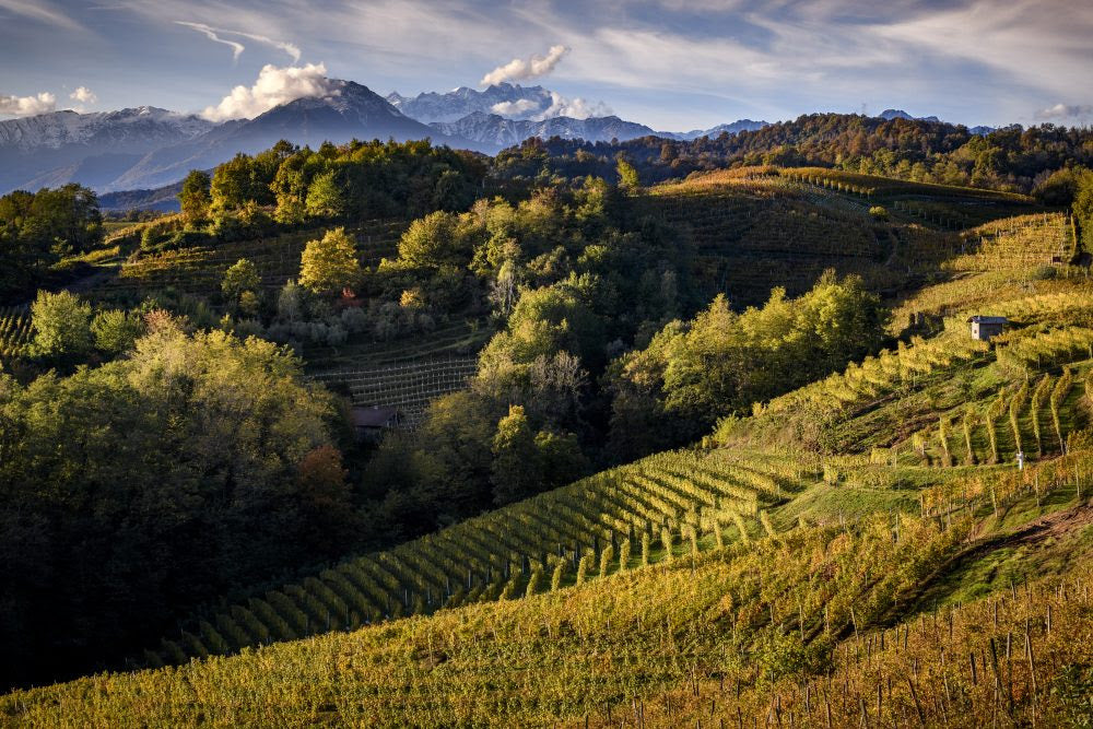 2019 Barolo Vintage: Great Wines with Long Futures