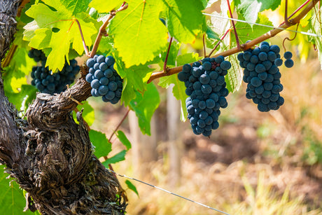 Pelaverga | Glossary of Grape Varieties